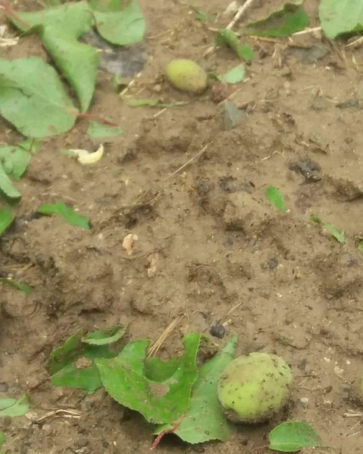 Elazığ’da dolu yağışı sonrası kayısı bahçeleri zarar gördü