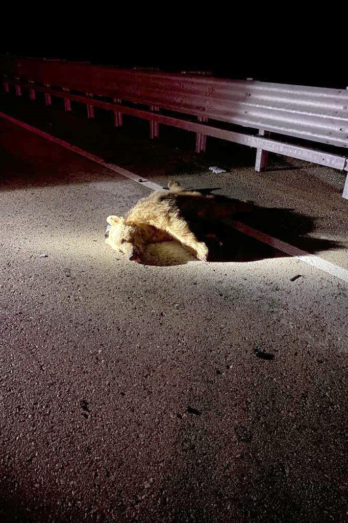 Otomobilin çarptığı ayı telef oldu