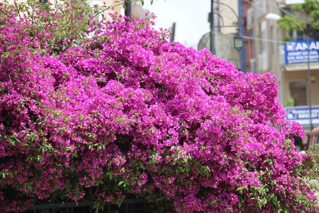 Aydın’da yaz aylarının gelmesi ile sokaklar renklendi