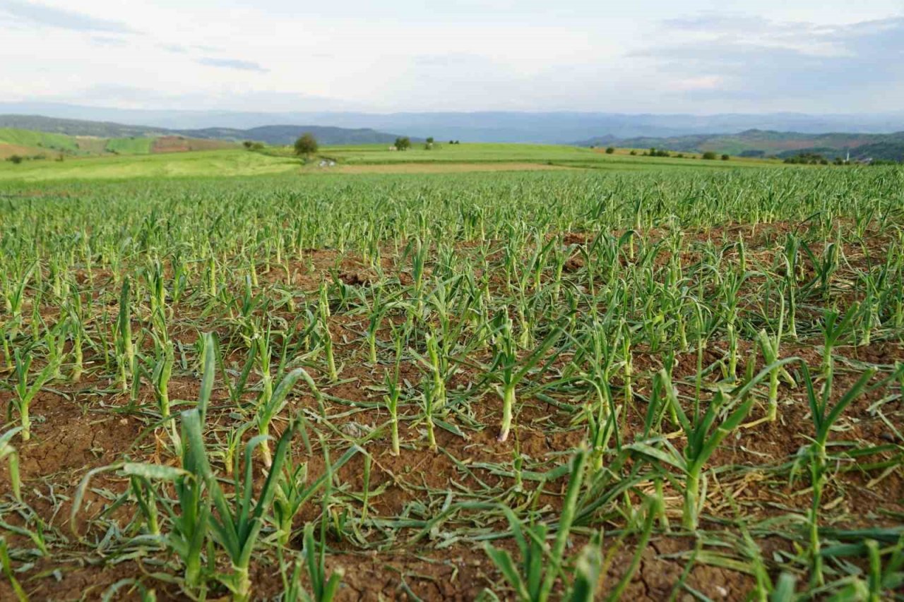 Dolu yağışının vurduğu Taşköprü sarımsağı tarlalarında yüzde 50 verim kaybı öngörülüyor
