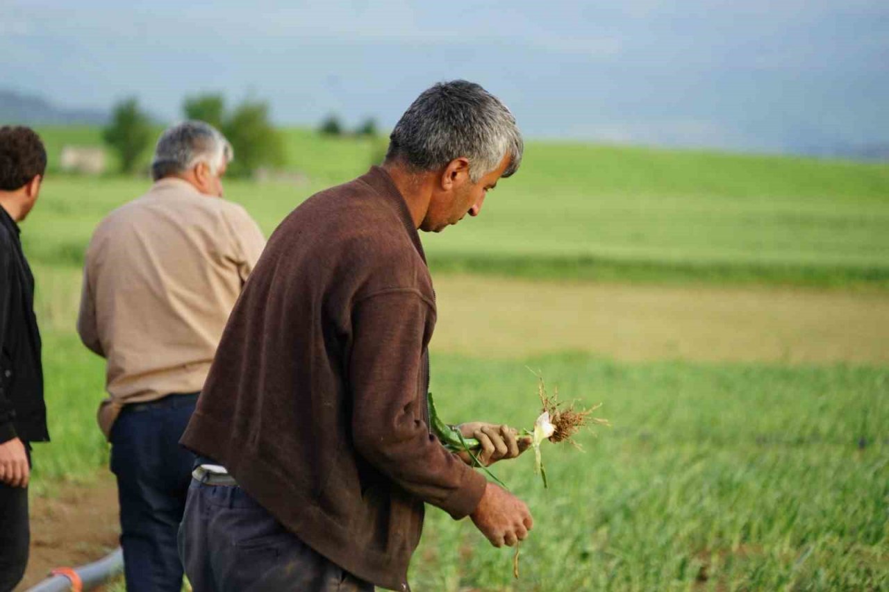 Dolu yağışının vurduğu Taşköprü sarımsağı tarlalarında yüzde 50 verim kaybı öngörülüyor