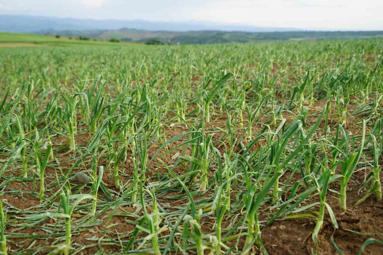 Dolu yağışının vurduğu Taşköprü sarımsağı tarlalarında yüzde 50 verim kaybı öngörülüyor