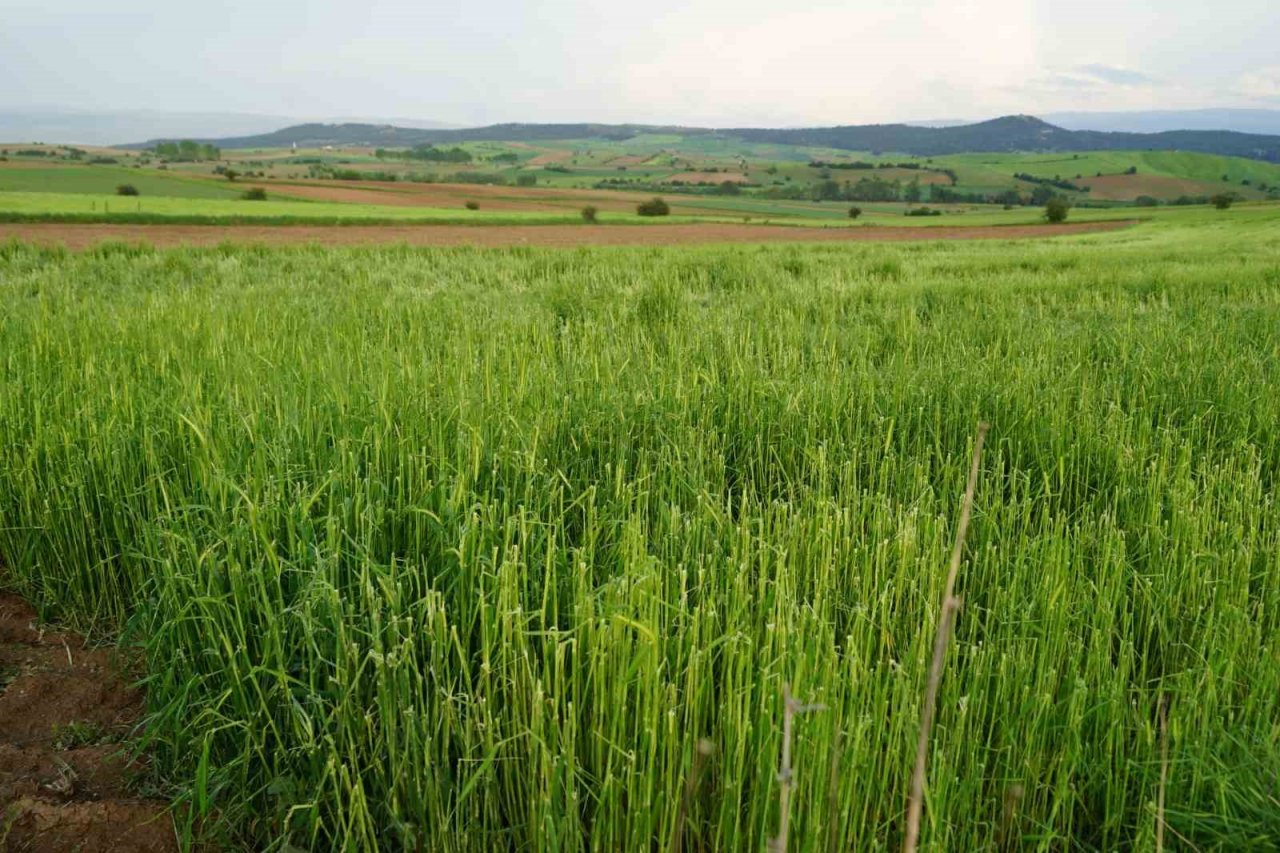 Dolu yağışının vurduğu Taşköprü sarımsağı tarlalarında yüzde 50 verim kaybı öngörülüyor