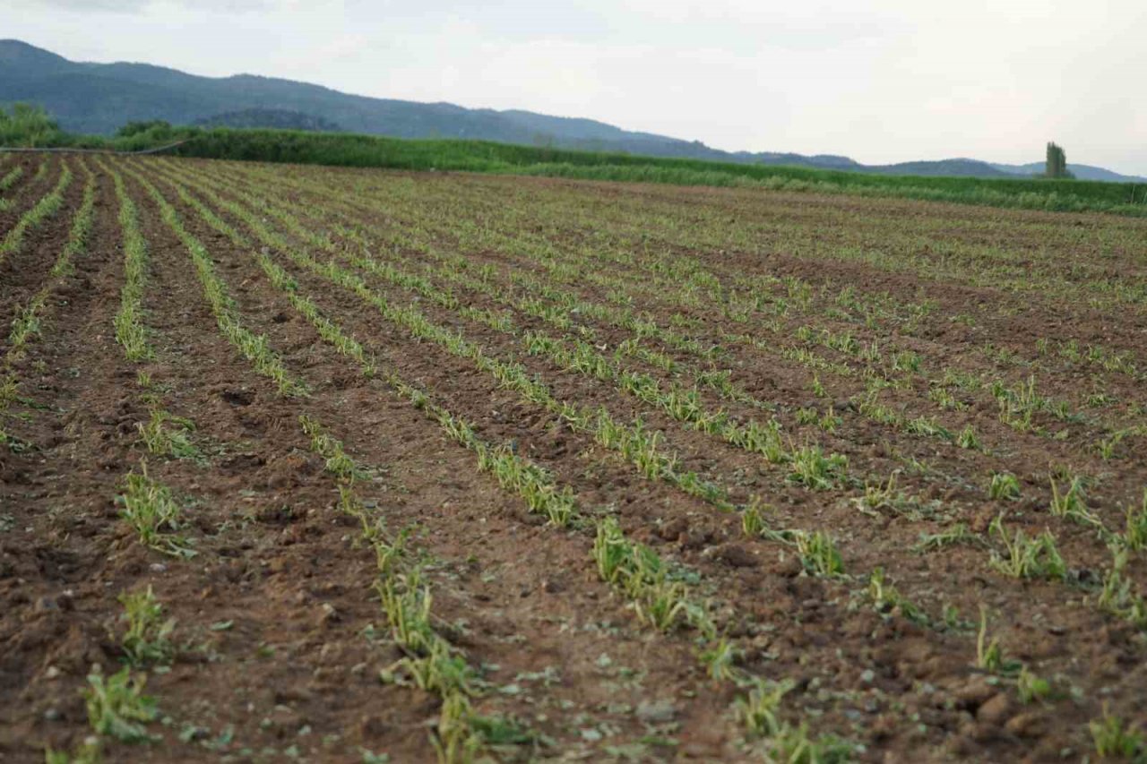 Dolu yağışının vurduğu Taşköprü sarımsağı tarlalarında yüzde 50 verim kaybı öngörülüyor