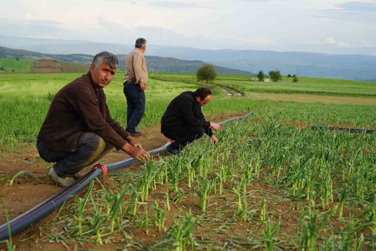 Dolu yağışının vurduğu Taşköprü sarımsağı tarlalarında yüzde 50 verim kaybı öngörülüyor