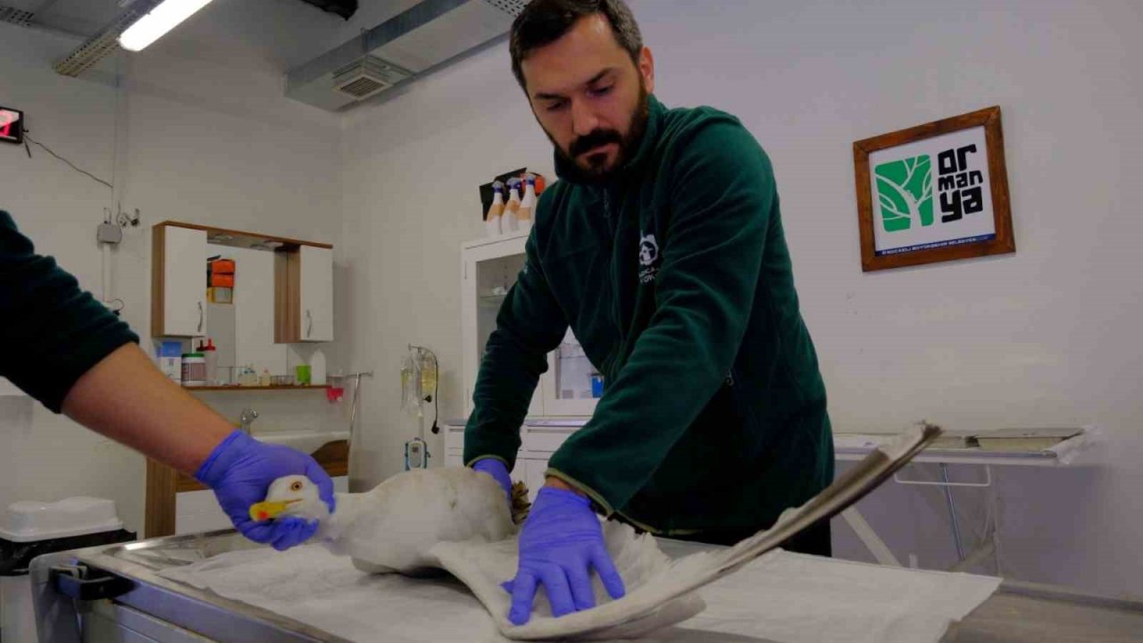 Yaralı martının imdadına yetiştiler