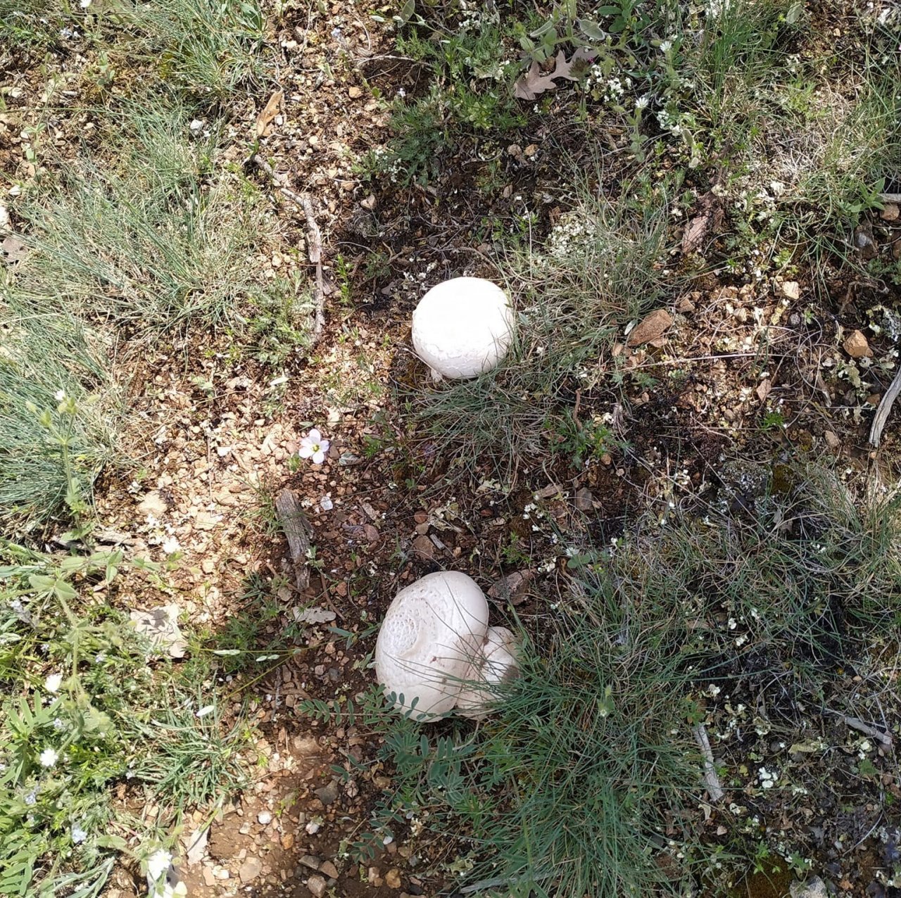 Kütahya’da bir süredir etkili olan yağışlar nedeniyle mantar bereketi yaşanıyor