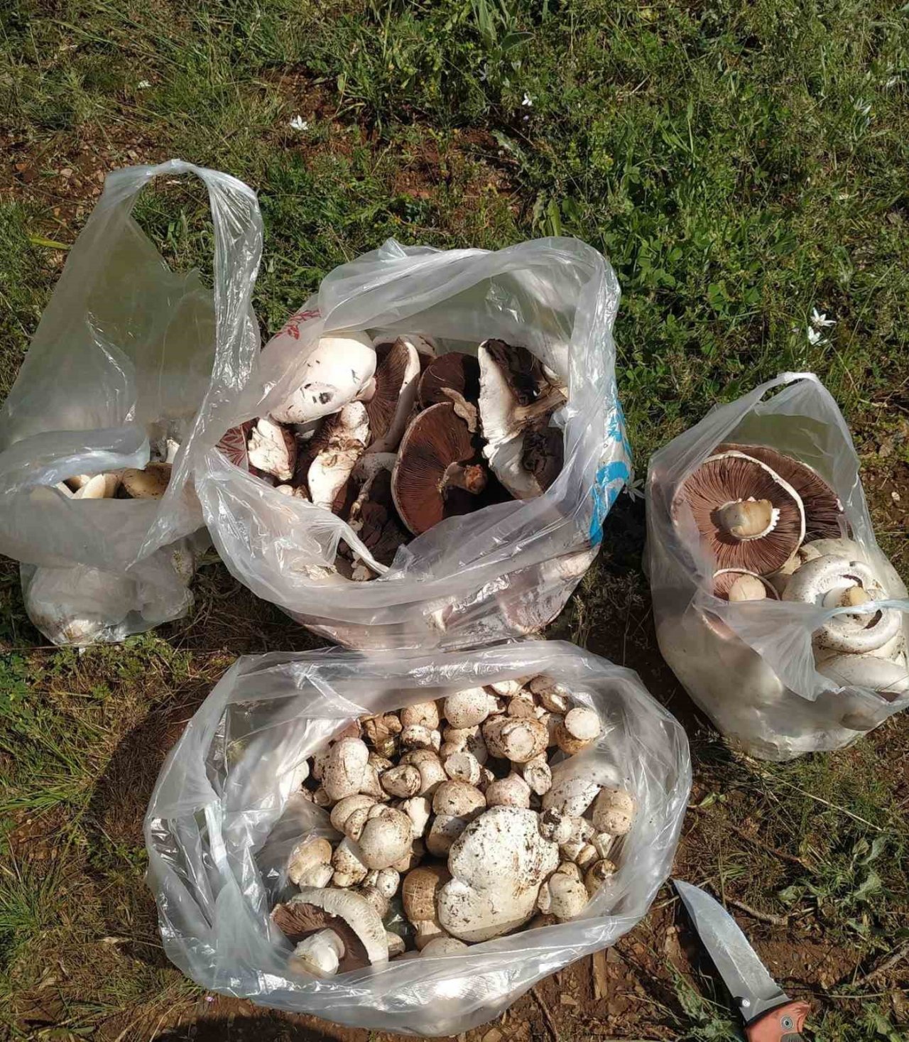 Kütahya’da bir süredir etkili olan yağışlar nedeniyle mantar bereketi yaşanıyor