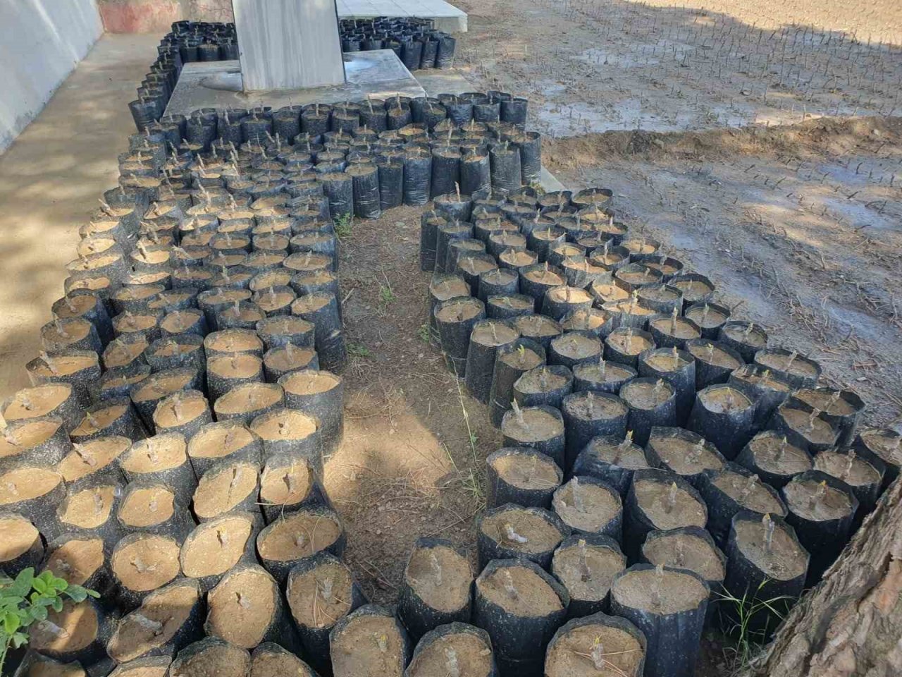 Nazilli Belediyesi fidan üretim tesisi ile milli tarım hamlesini güçlendiriyor