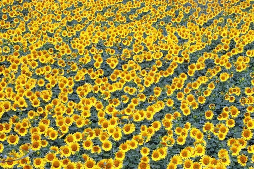 Sebze ve meyveyi Samsun üretiyor, Türkiye tüketiyor