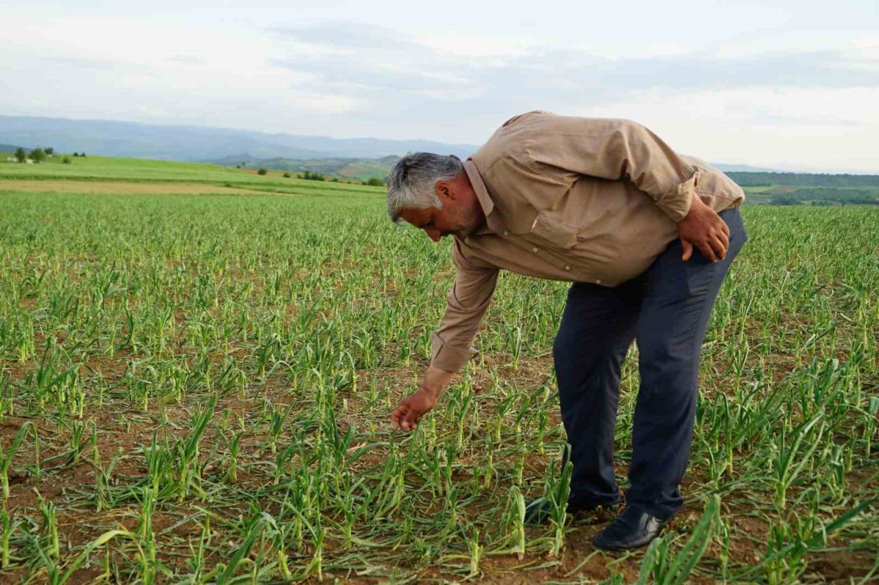Dolu yağışının vurduğu Taşköprü sarımsağı tarlalarında yüzde 50 verim kaybı öngörülüyor