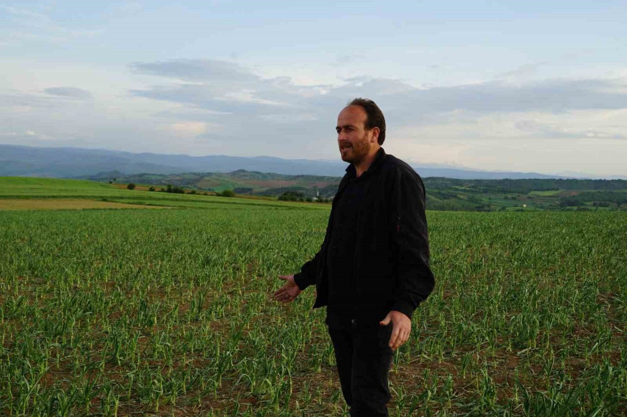 Dolu yağışının vurduğu Taşköprü sarımsağı tarlalarında yüzde 50 verim kaybı öngörülüyor