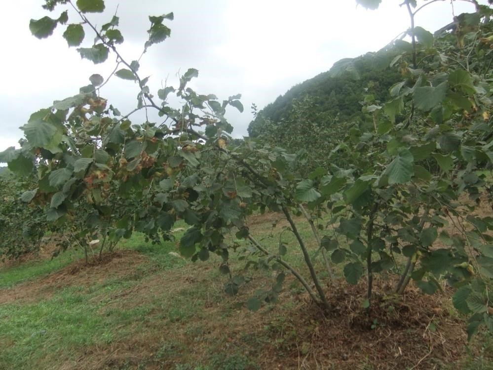 Sebze ve meyveyi Samsun üretiyor, Türkiye tüketiyor