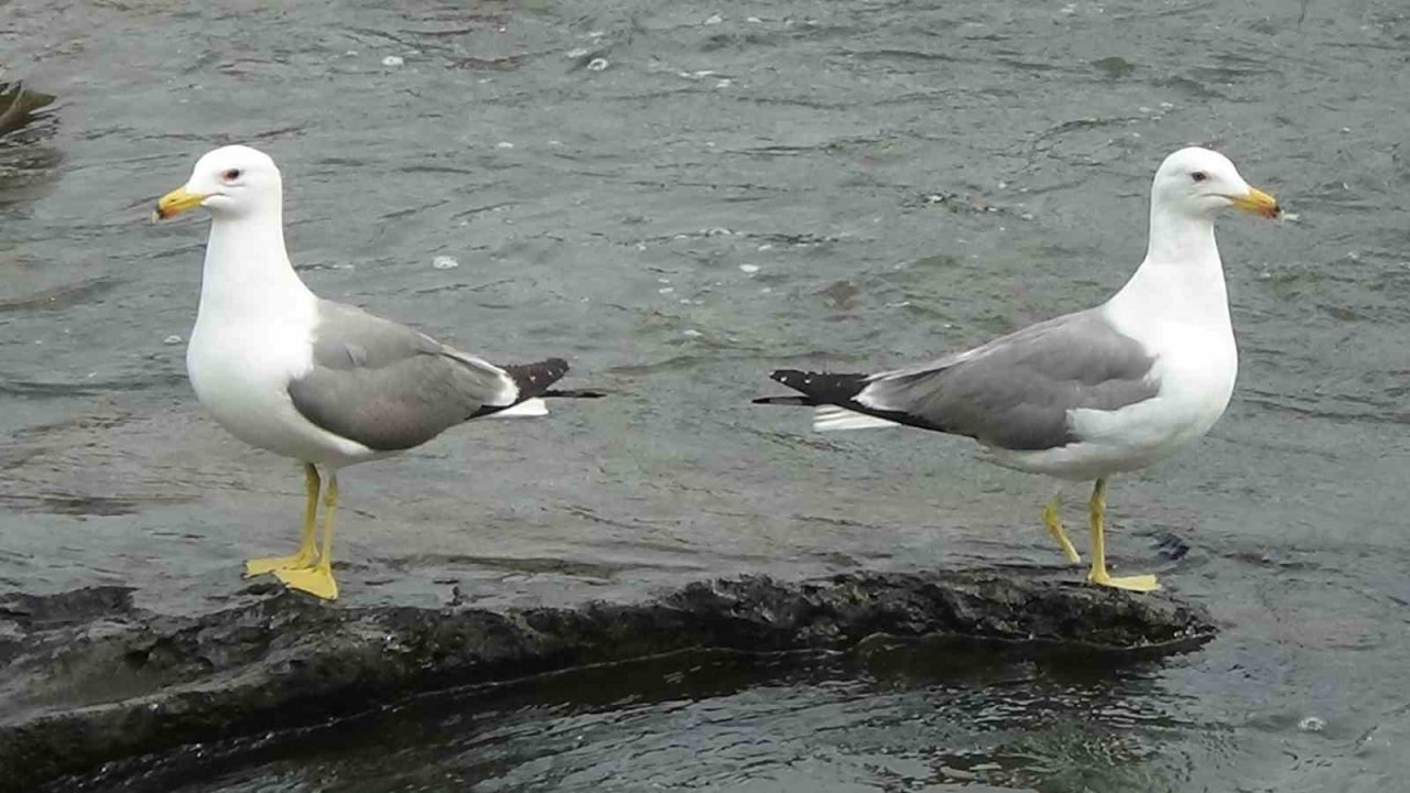 Sakat martının yaşam mücadelesi