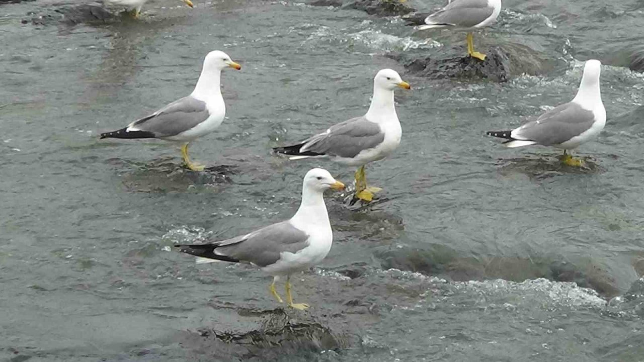 Sakat martının yaşam mücadelesi