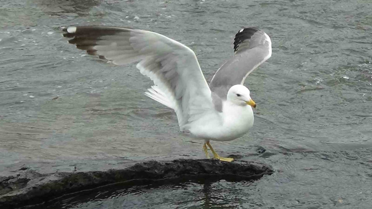 Sakat martının yaşam mücadelesi