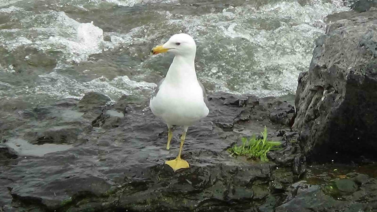 Sakat martının yaşam mücadelesi