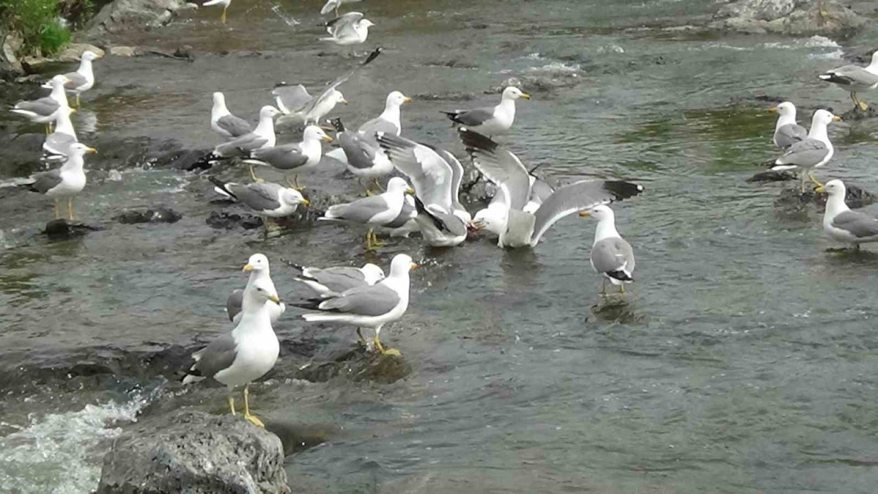 Sakat martının yaşam mücadelesi