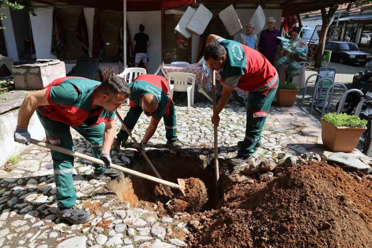 Yağcılar Hanında devrilen çınarın yerine yenisi dikildi