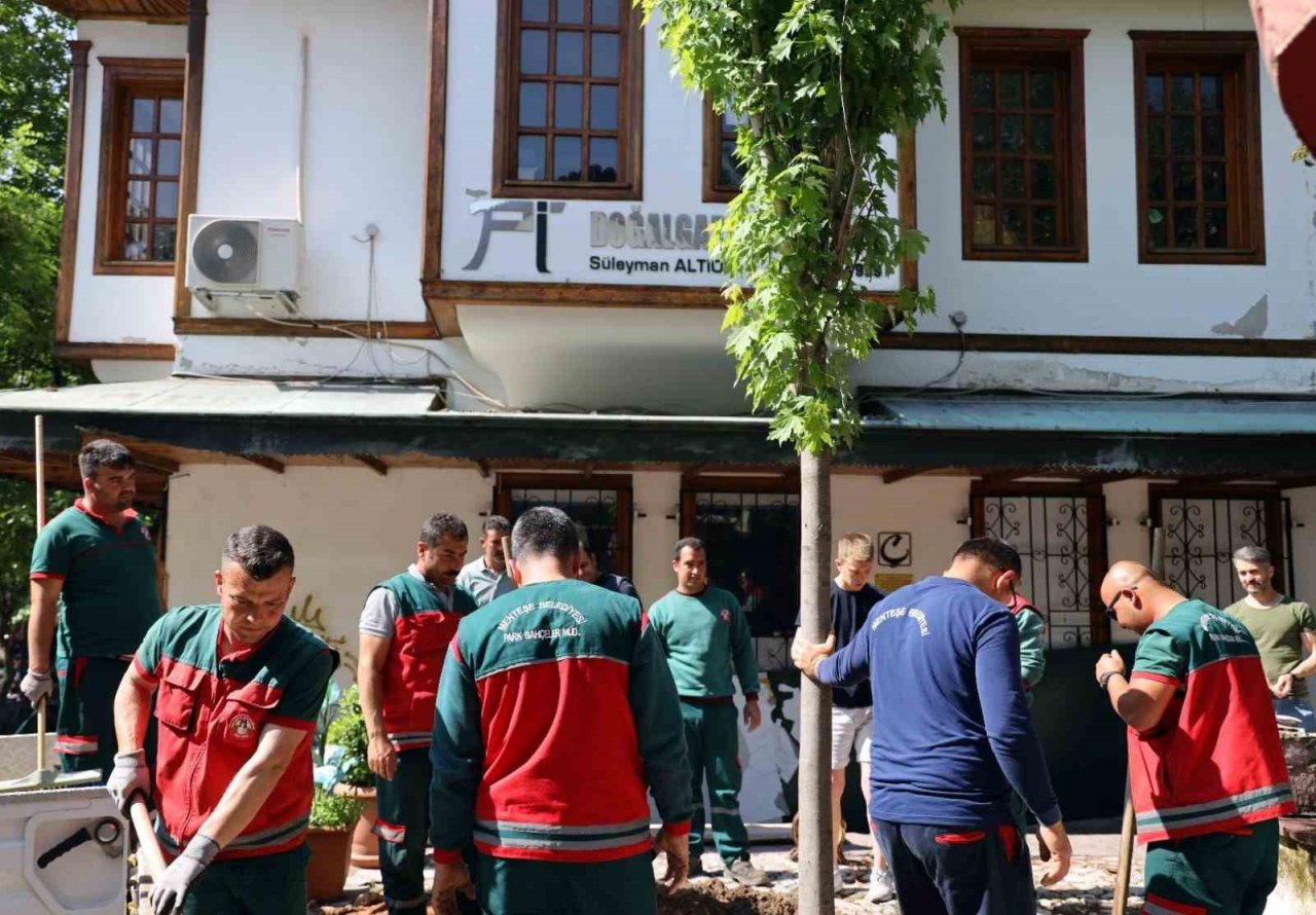 Yağcılar Hanında devrilen çınarın yerine yenisi dikildi