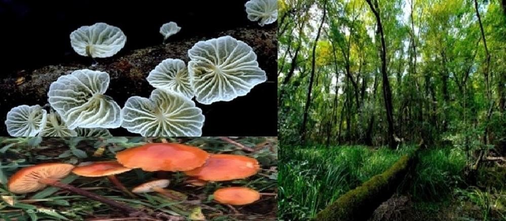 Samsun yüzölçümünün yüzde 7,08’i korunuyor