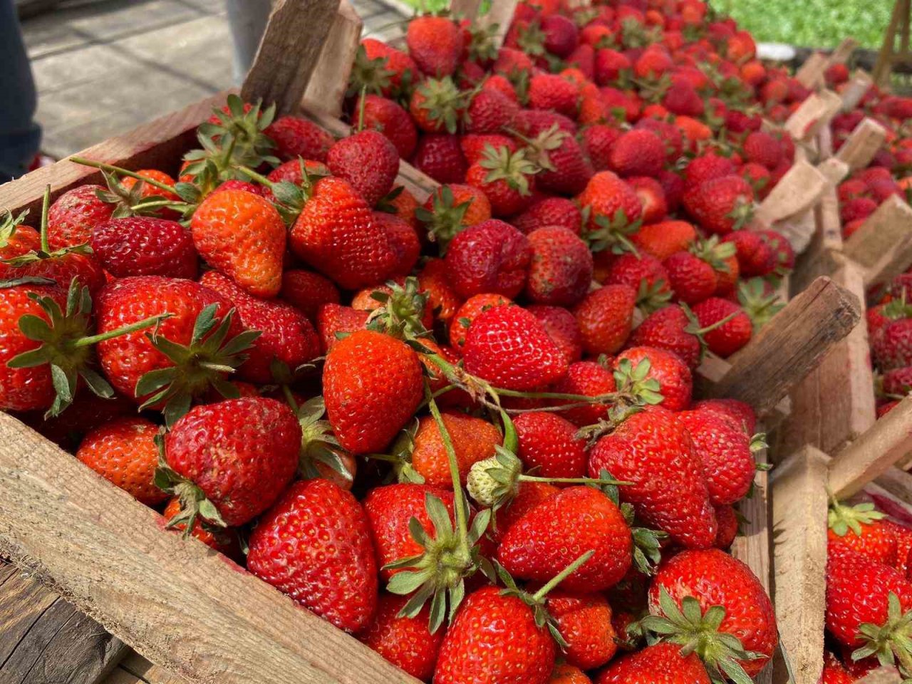 Ana yolda araçları durduran lezzet: Kuyulu çileği görücüye çıktı