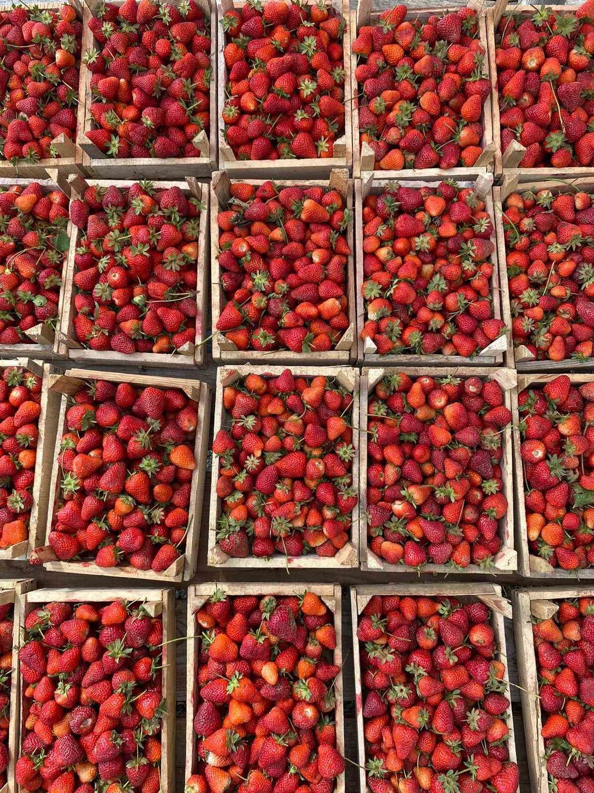 Ana yolda araçları durduran lezzet: Kuyulu çileği görücüye çıktı