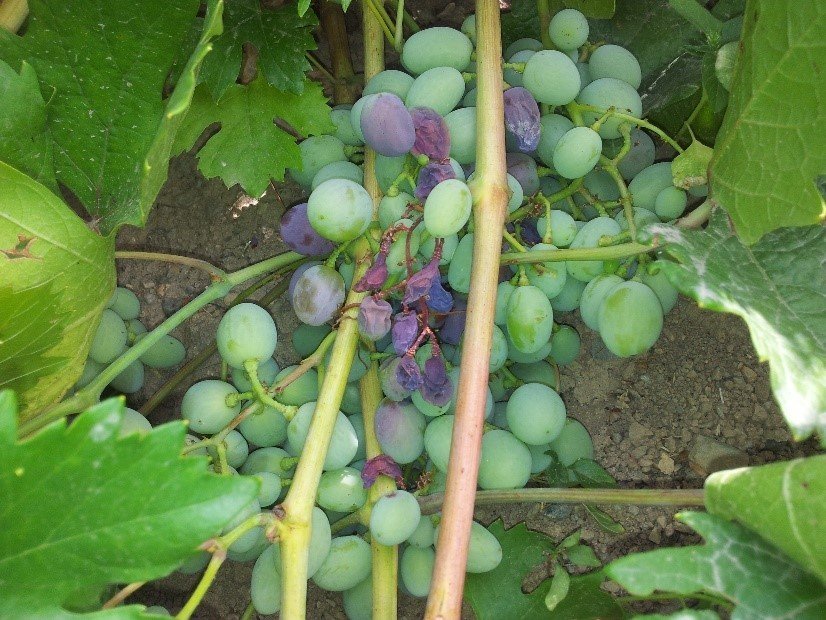 Üzüm üreticilerine “Bağ Mildiyösü” hastalığı uyarısı