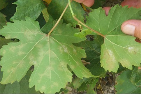 Üzüm üreticilerine “Bağ Mildiyösü” hastalığı uyarısı