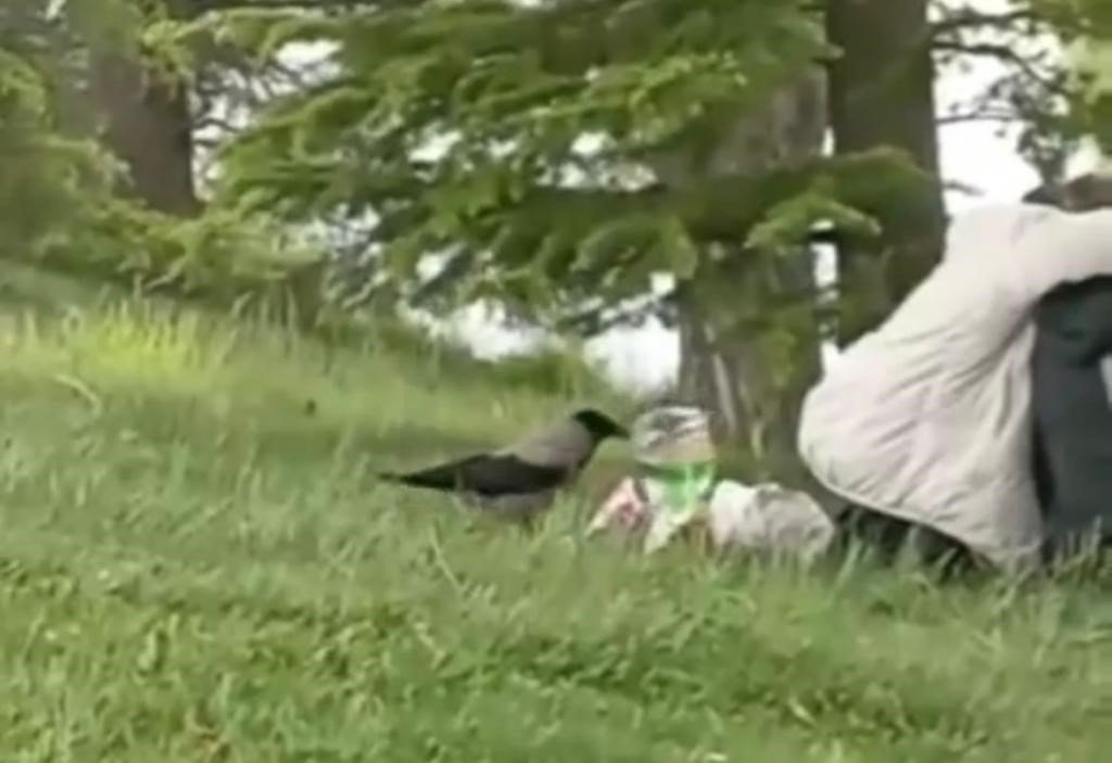 ‘Hırsız Karga’ parkta oturan gençlerin cipsini çaldı