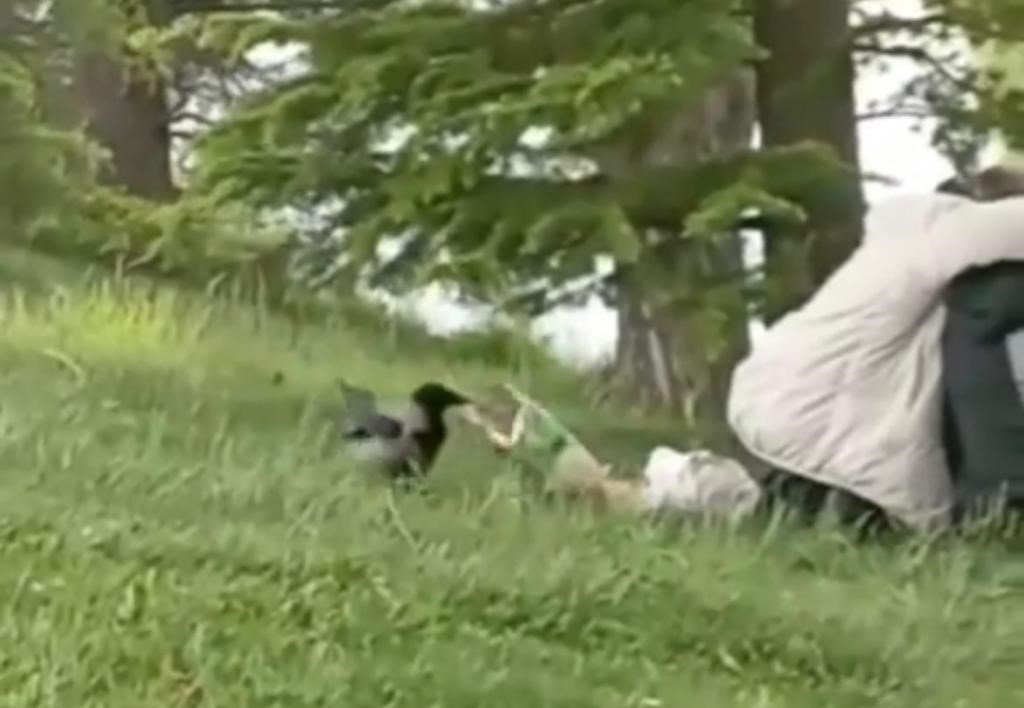 ‘Hırsız Karga’ parkta oturan gençlerin cipsini çaldı