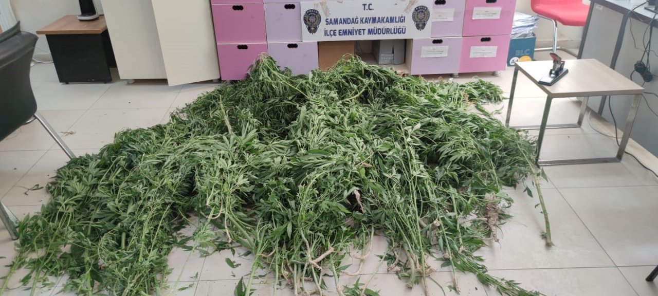 Hatay’da kenevir operasyonu