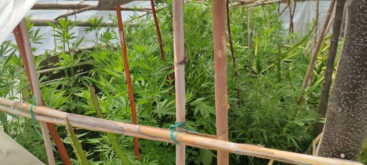 Hatay’da kenevir operasyonu