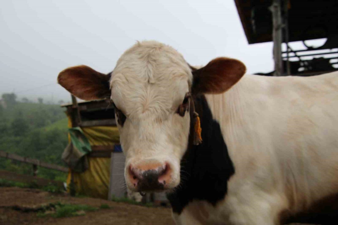 12 yıllık melezleme çalışmasında yeni bir tür büyükbaş hayvan elde etmeyi başardı