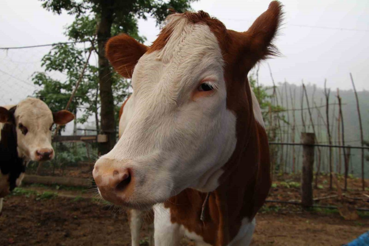 12 yıllık melezleme çalışmasında yeni bir tür büyükbaş hayvan elde etmeyi başardı