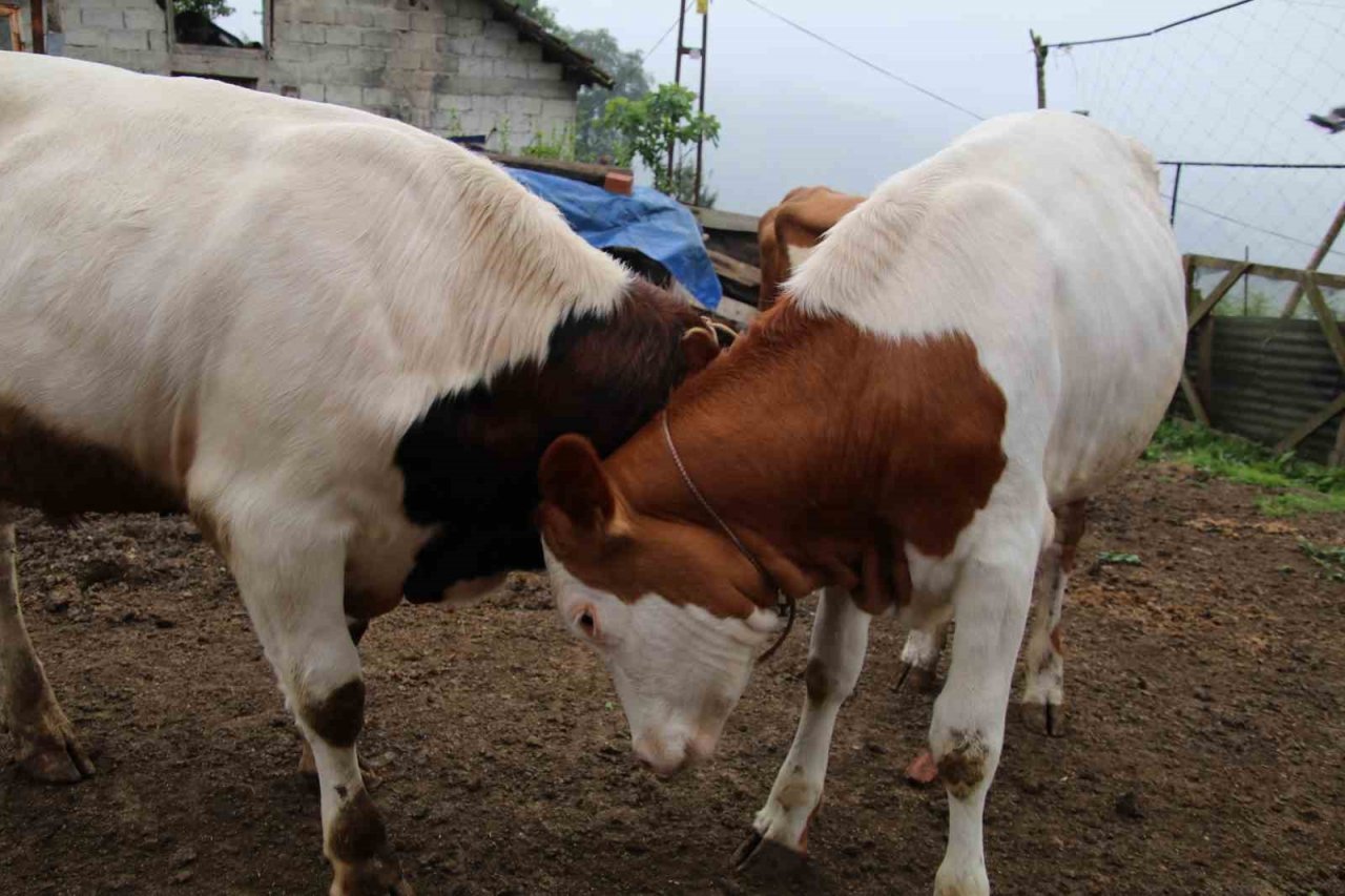 12 yıllık melezleme çalışmasında yeni bir tür büyükbaş hayvan elde etmeyi başardı