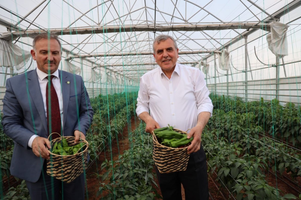 Şanlıurfa’da çiftçilere isot fidesi dağıtıldı