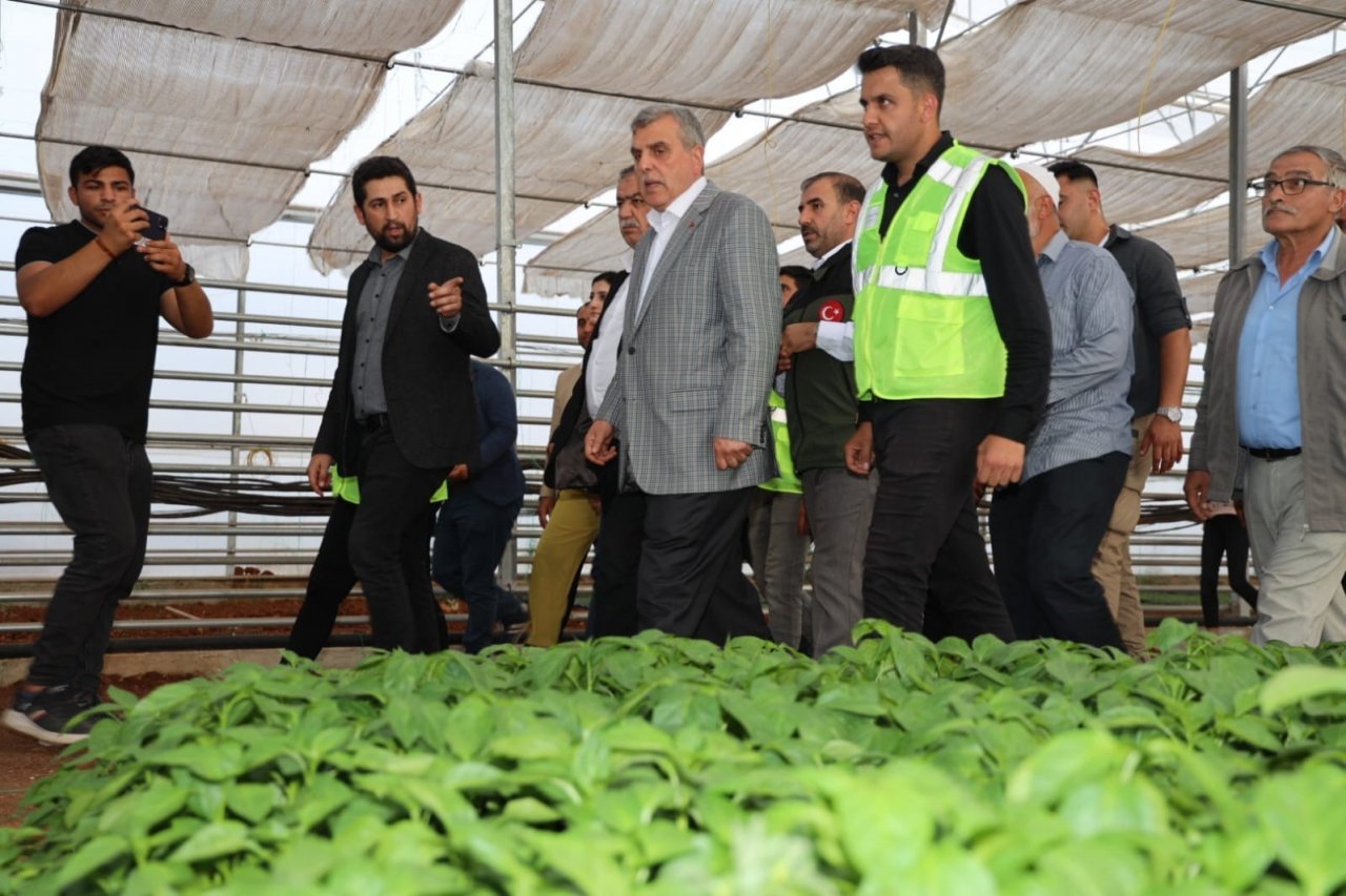 Şanlıurfa’da çiftçilere isot fidesi dağıtıldı