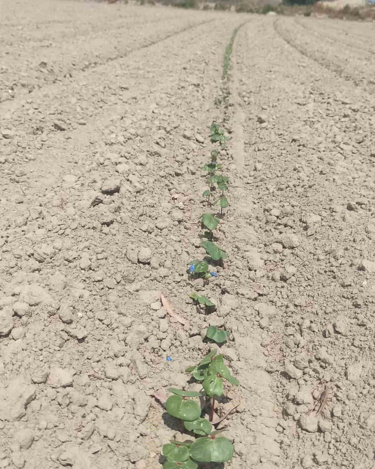 Aydın’da ‘beyaz altın’ için sahaya indiler