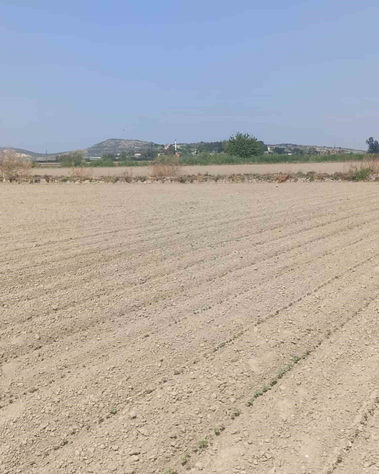 Aydın’da ‘beyaz altın’ için sahaya indiler