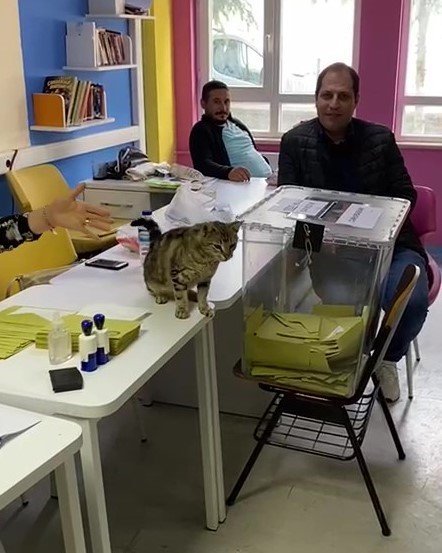 Oy sandığının başında davetsiz kedi