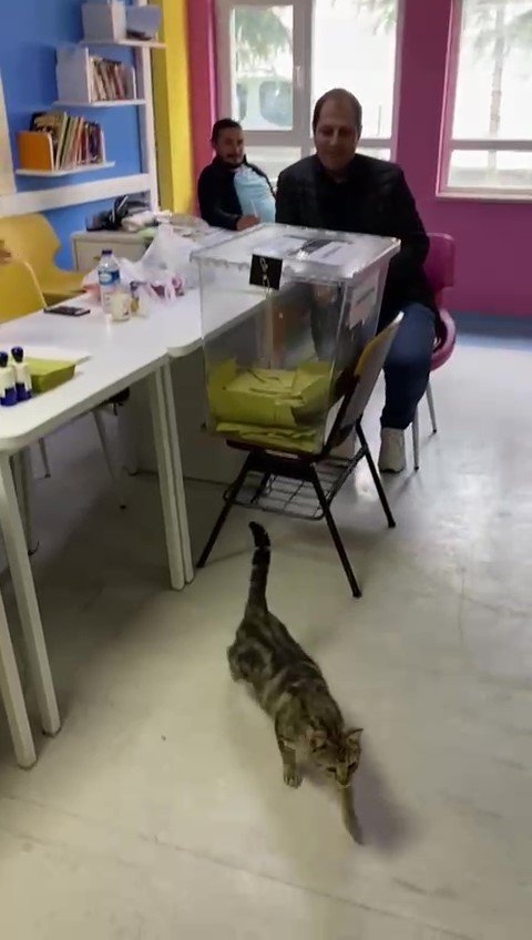Oy sandığının başında davetsiz kedi