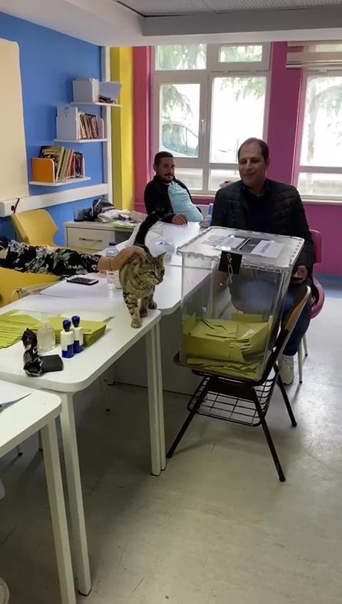 Oy sandığının başında davetsiz kedi