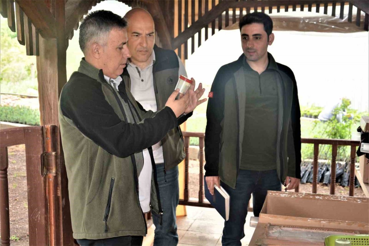 Laboratuvarda yetiştirilen yırtıcı böcekler kestane ormanlarına salındı