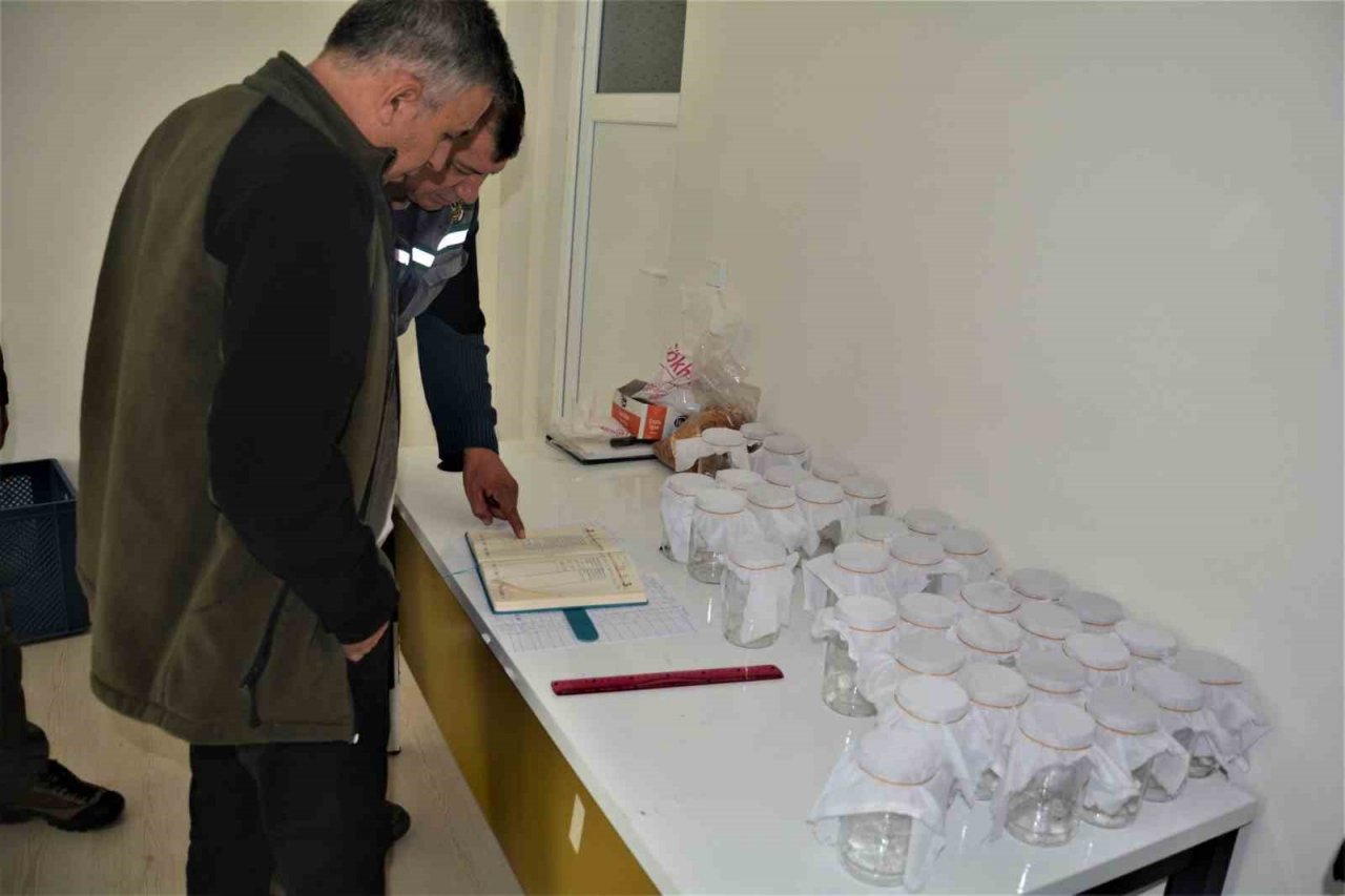 Laboratuvarda yetiştirilen yırtıcı böcekler kestane ormanlarına salındı