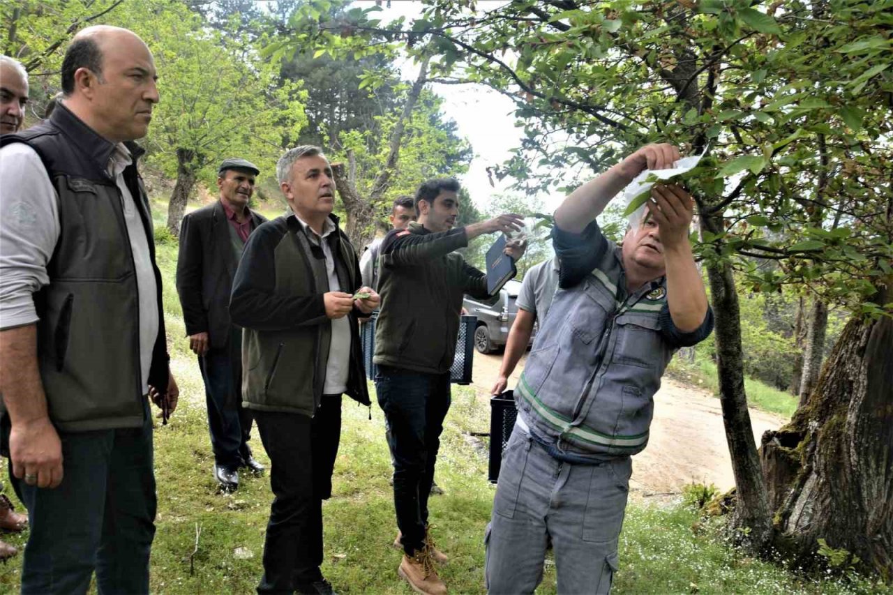 Laboratuvarda yetiştirilen yırtıcı böcekler kestane ormanlarına salındı