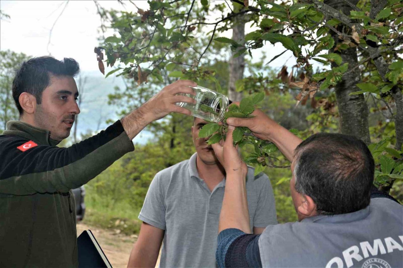 Laboratuvarda yetiştirilen yırtıcı böcekler kestane ormanlarına salındı