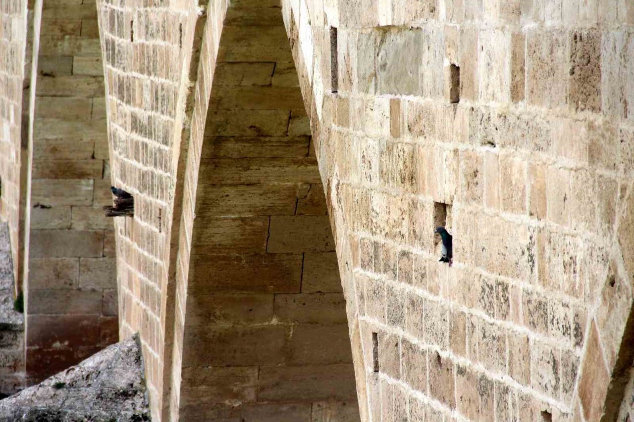 Tarihi köprü adeta kuşlara yuva oldu