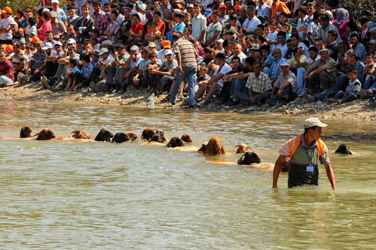 Çal’ın kınalı kuzularını dünya tanıyor