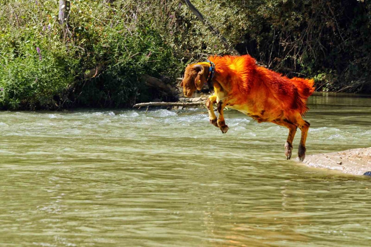 Çal’ın kınalı kuzularını dünya tanıyor